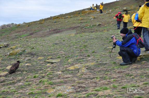 Fotografando um caracara em Steeple Jason, no noroeste das Ilhas Malvinas